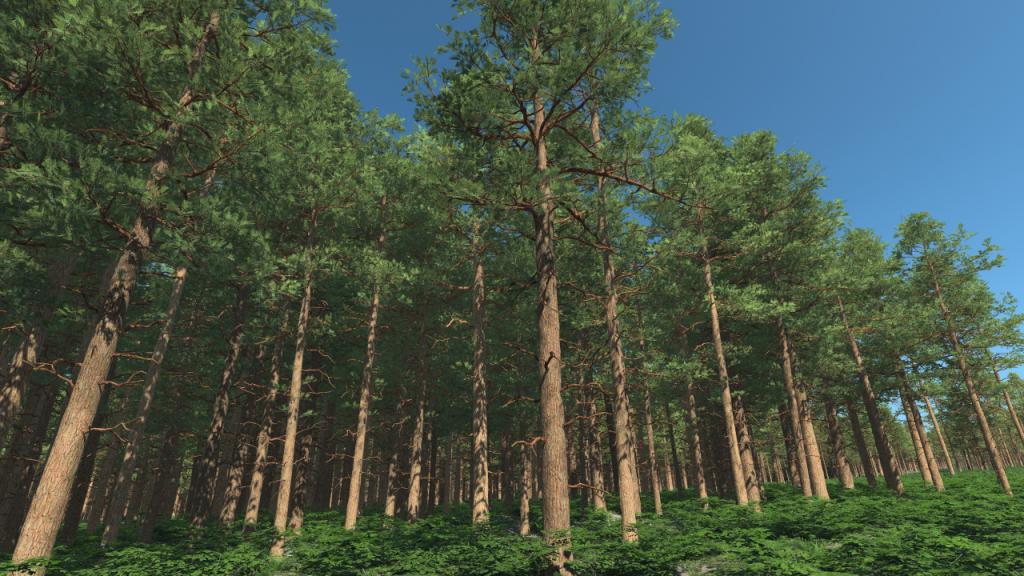 Scots Pine Trees
