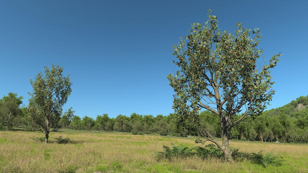 Wild Apple Trees