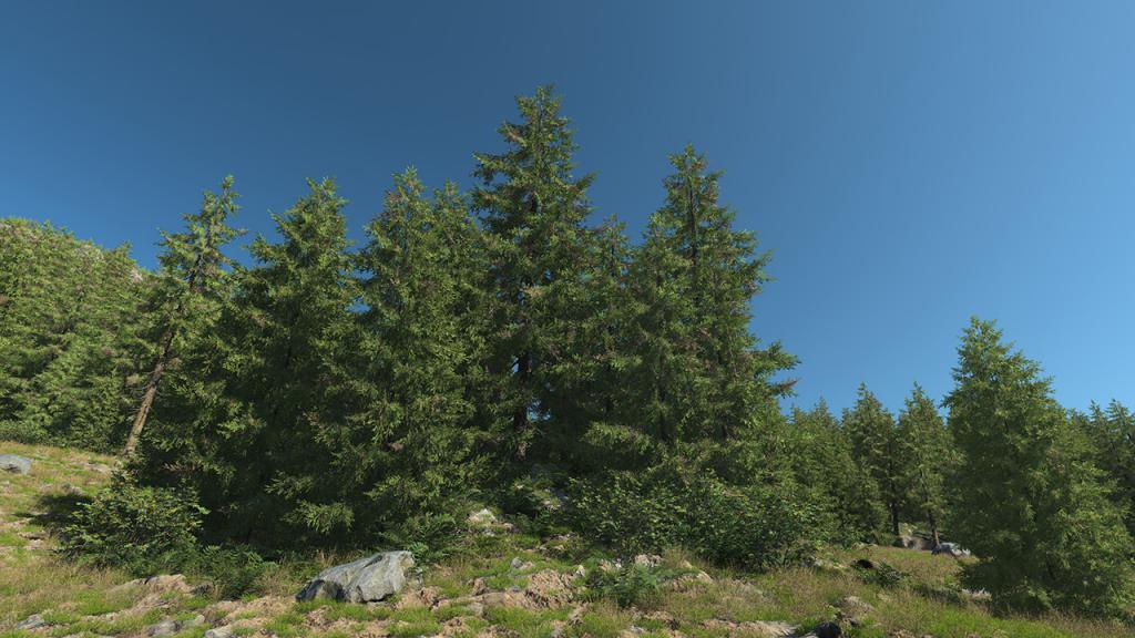 Spruce Trees