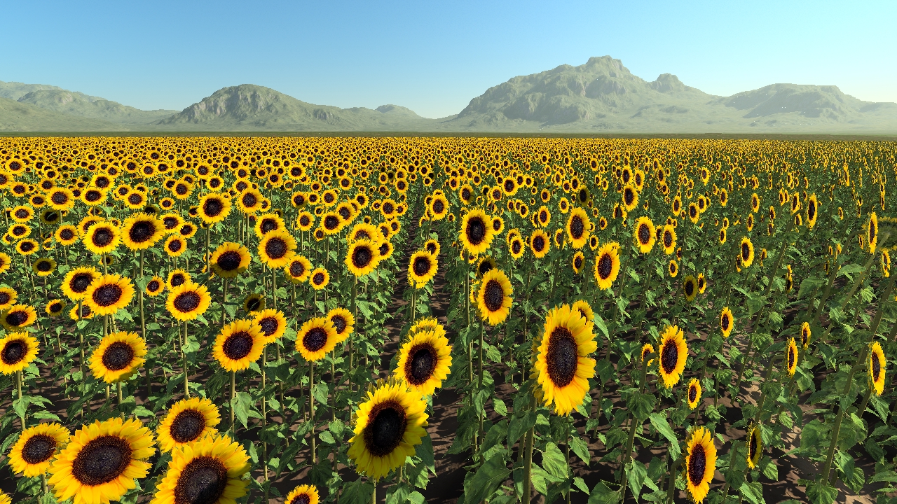 Sunflowers_0