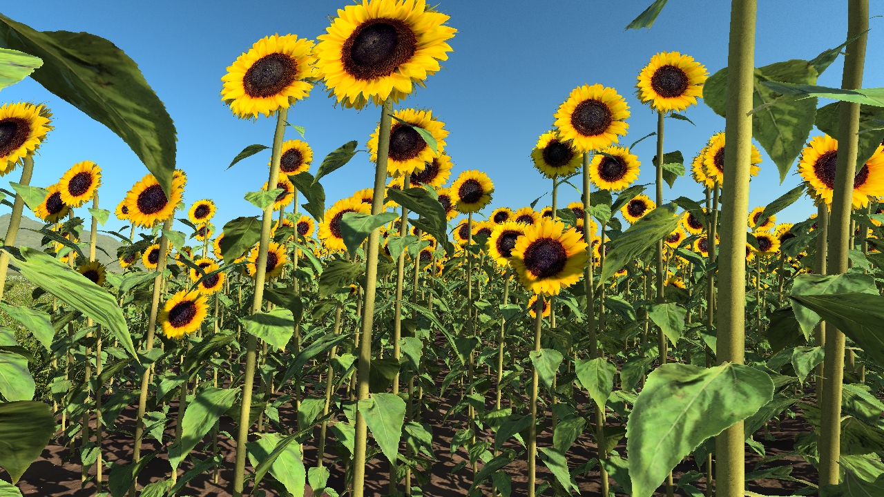 Sunflowers_1