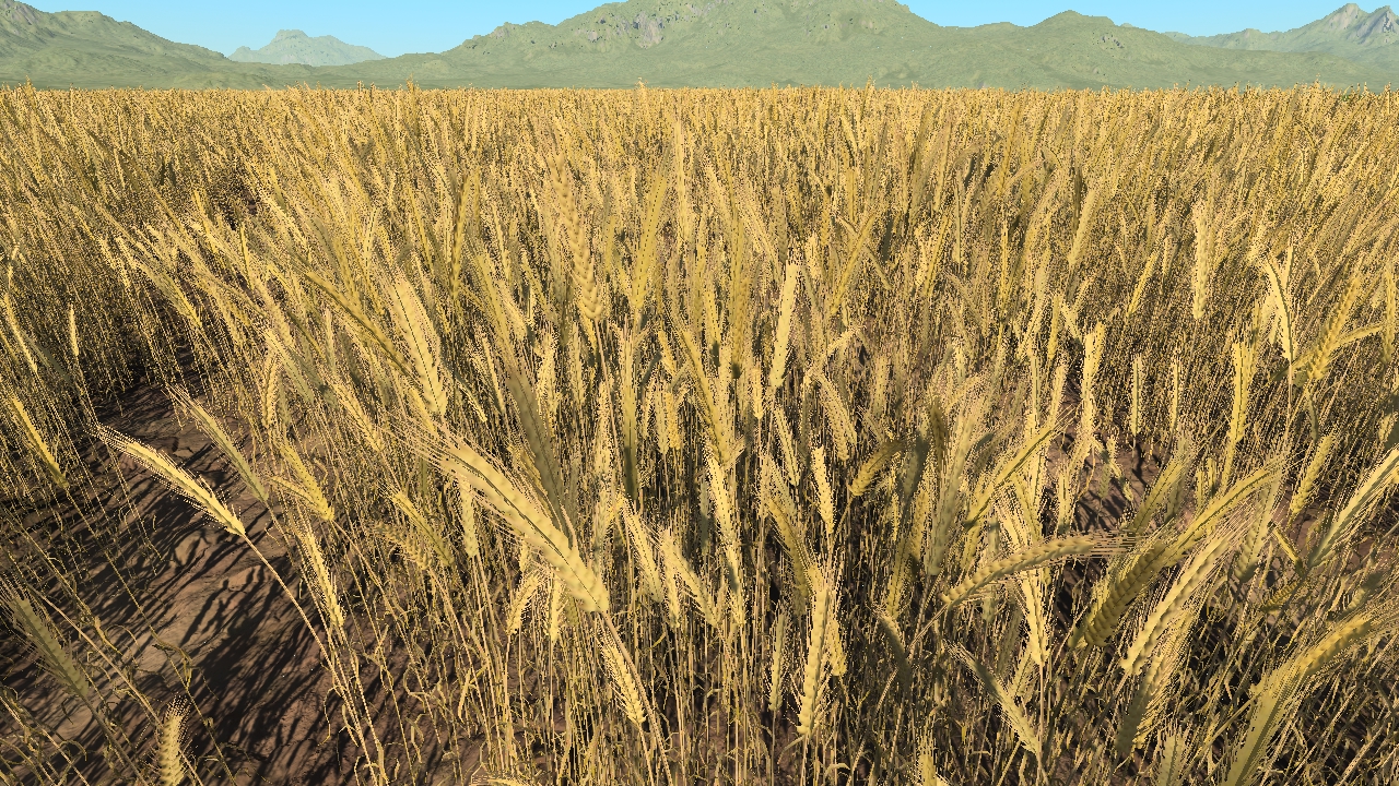 Wheat_1