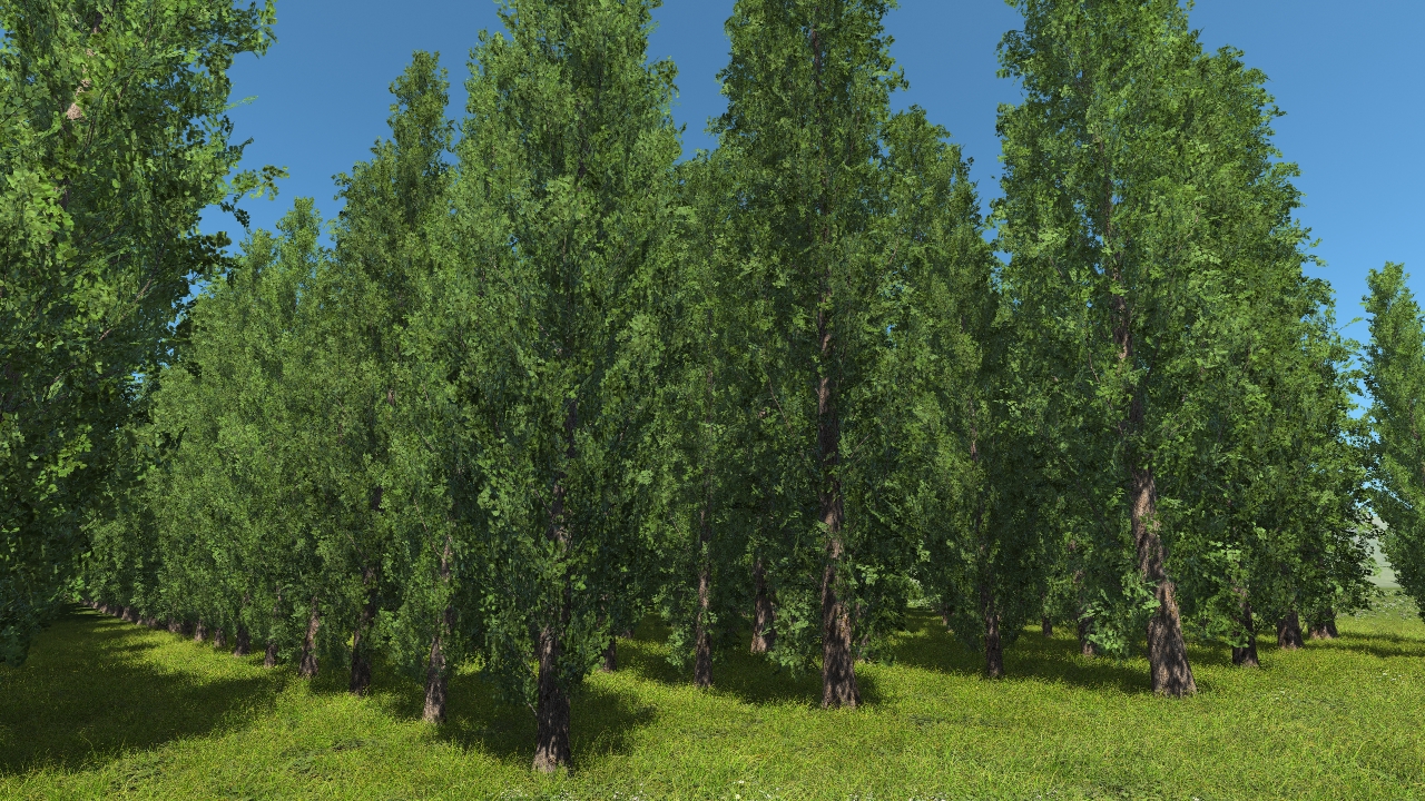 Poplar trees_0