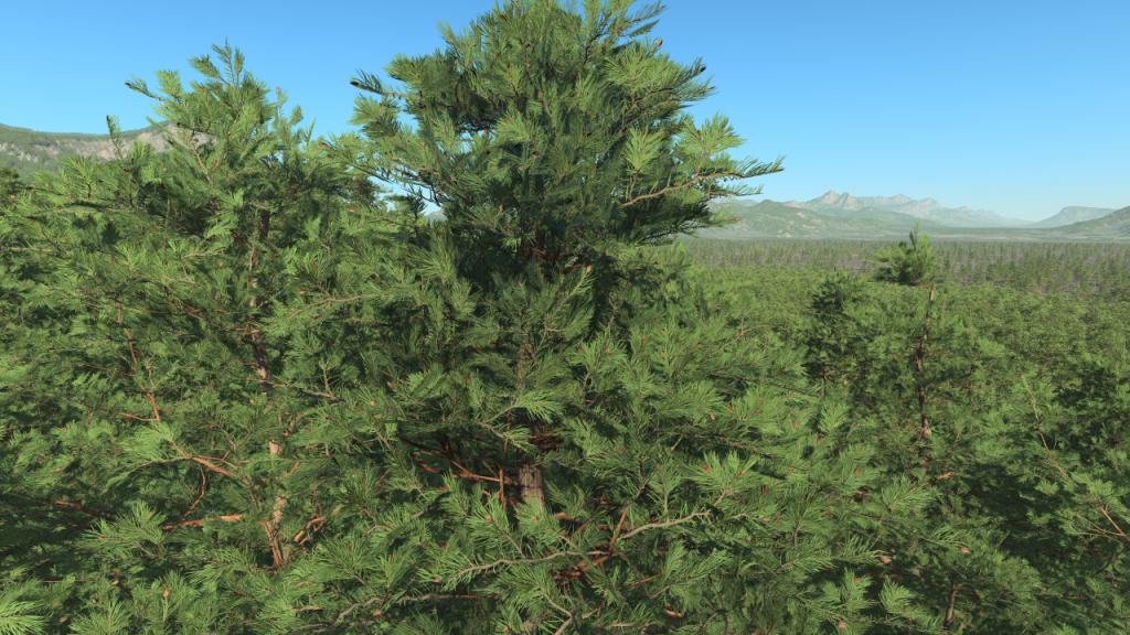 Scots pine trees