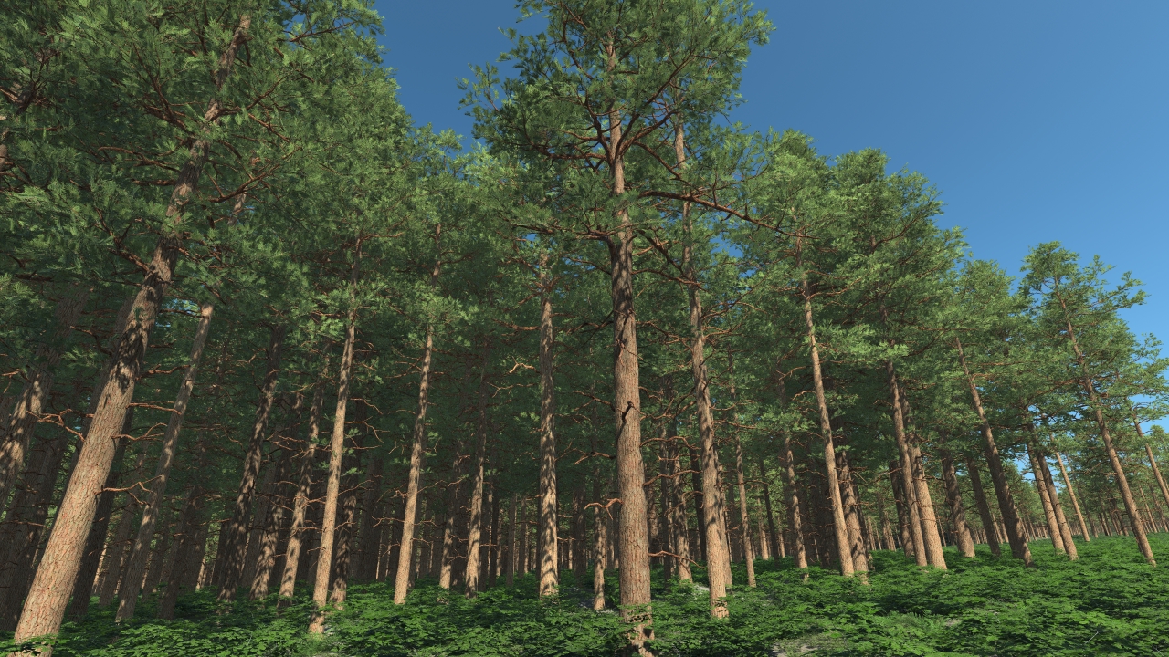 Scots pine trees_1