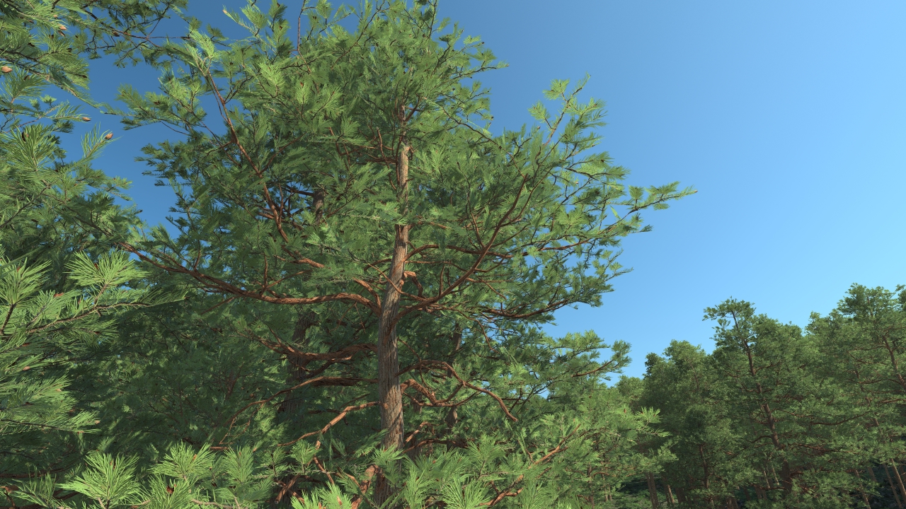 Scots pine trees_2