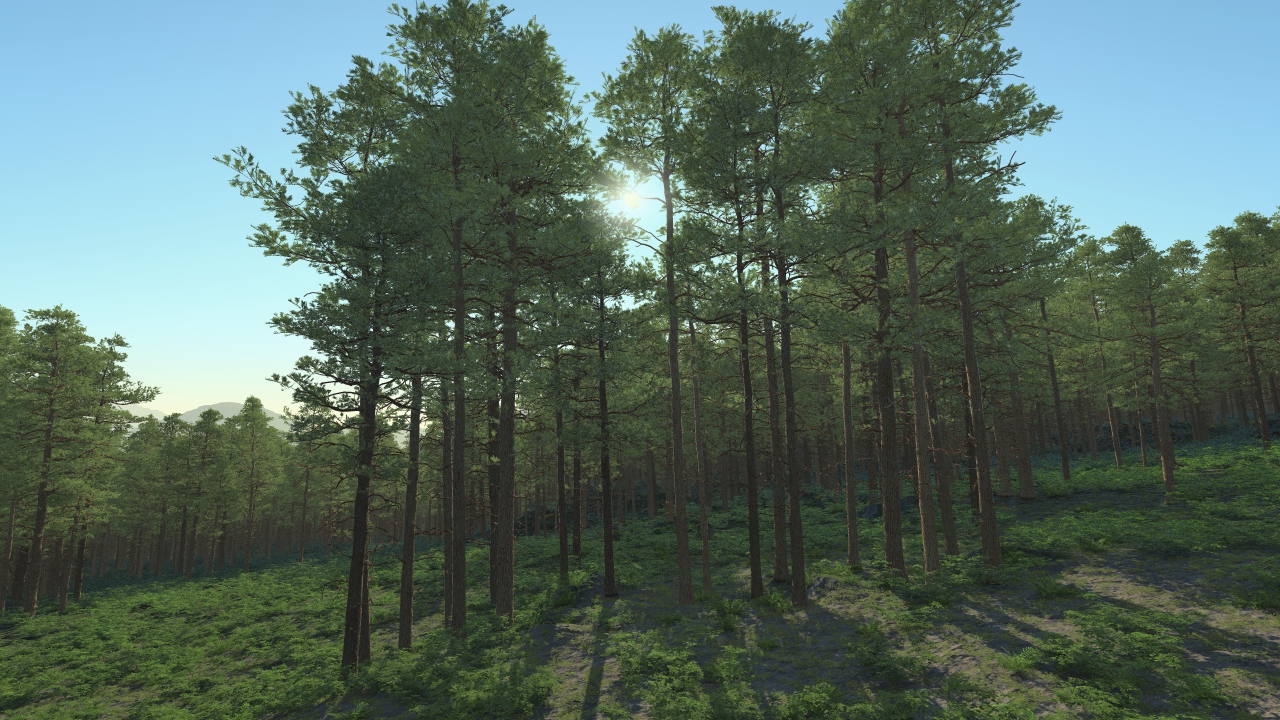 Scots pine trees_3