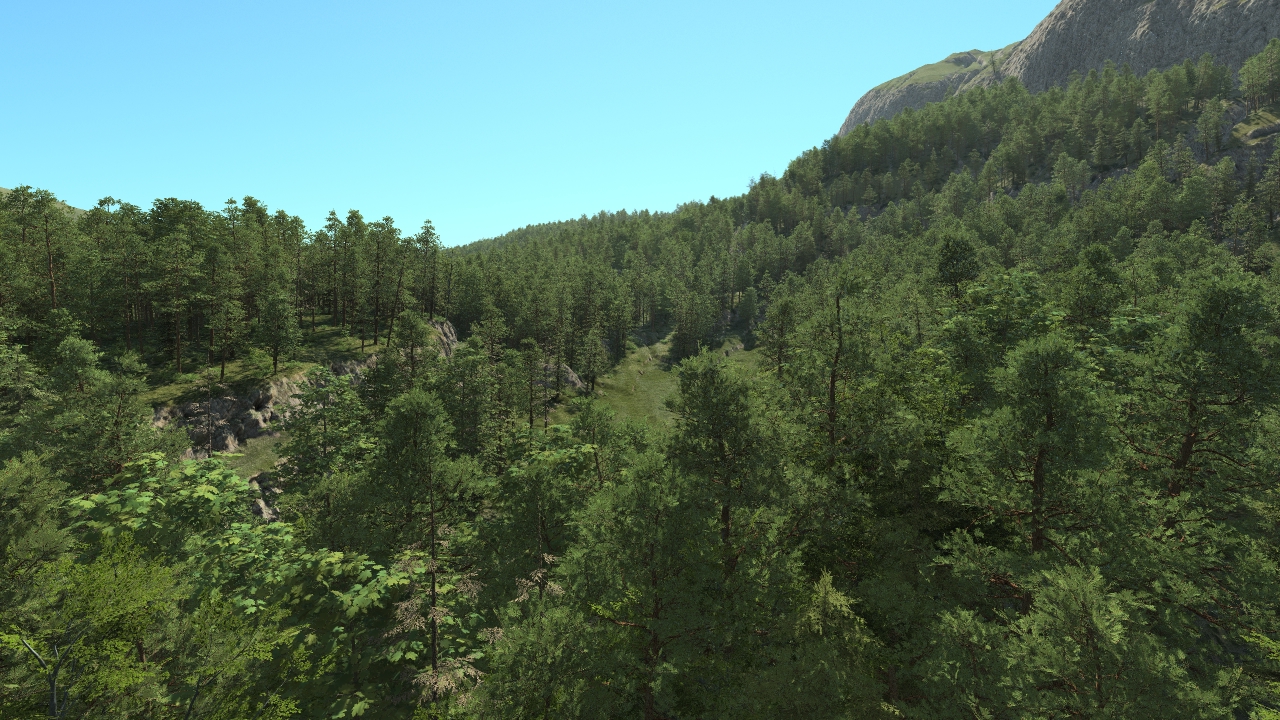 Pine forest_1
