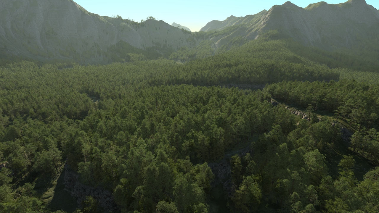 Pine forest_2