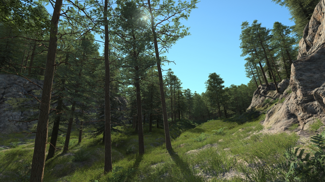 Pine forest_4