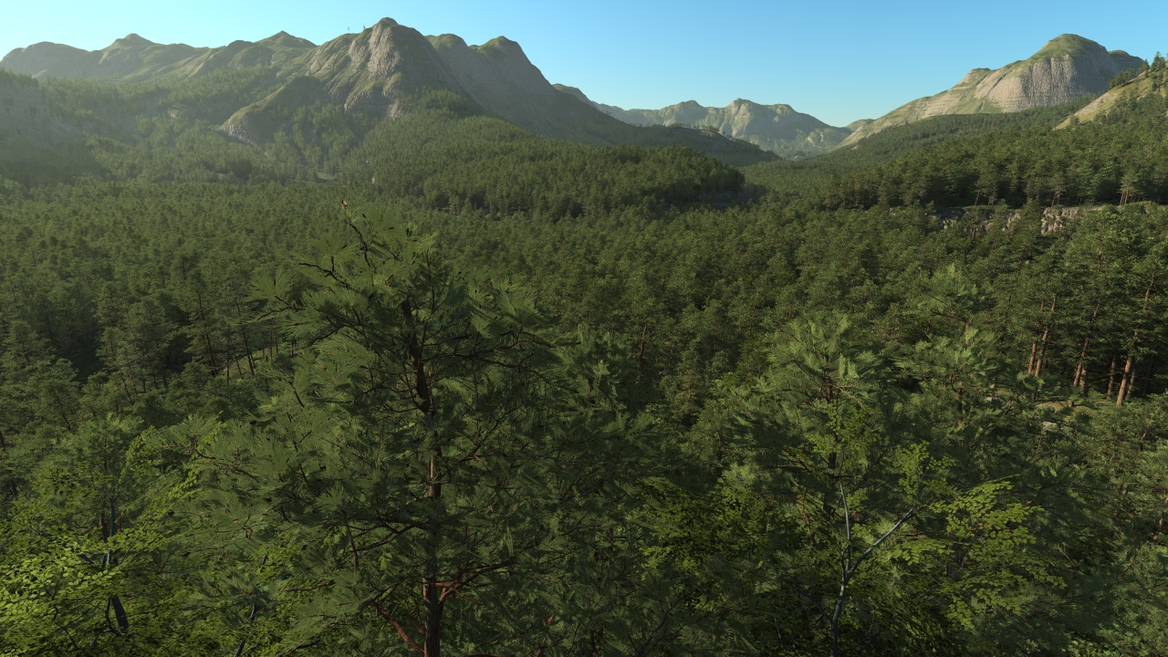 Pine forest_5