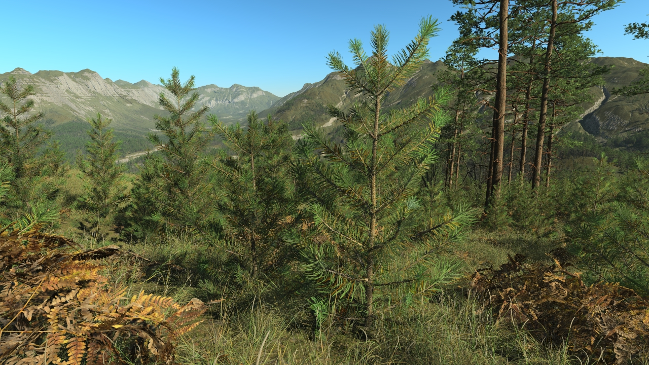 All seasons pine saplings_0