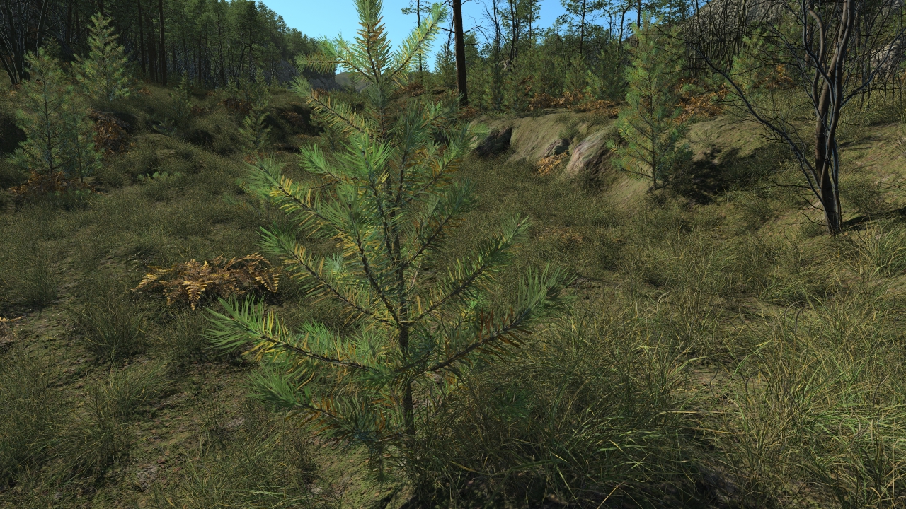 All seasons pine saplings_4