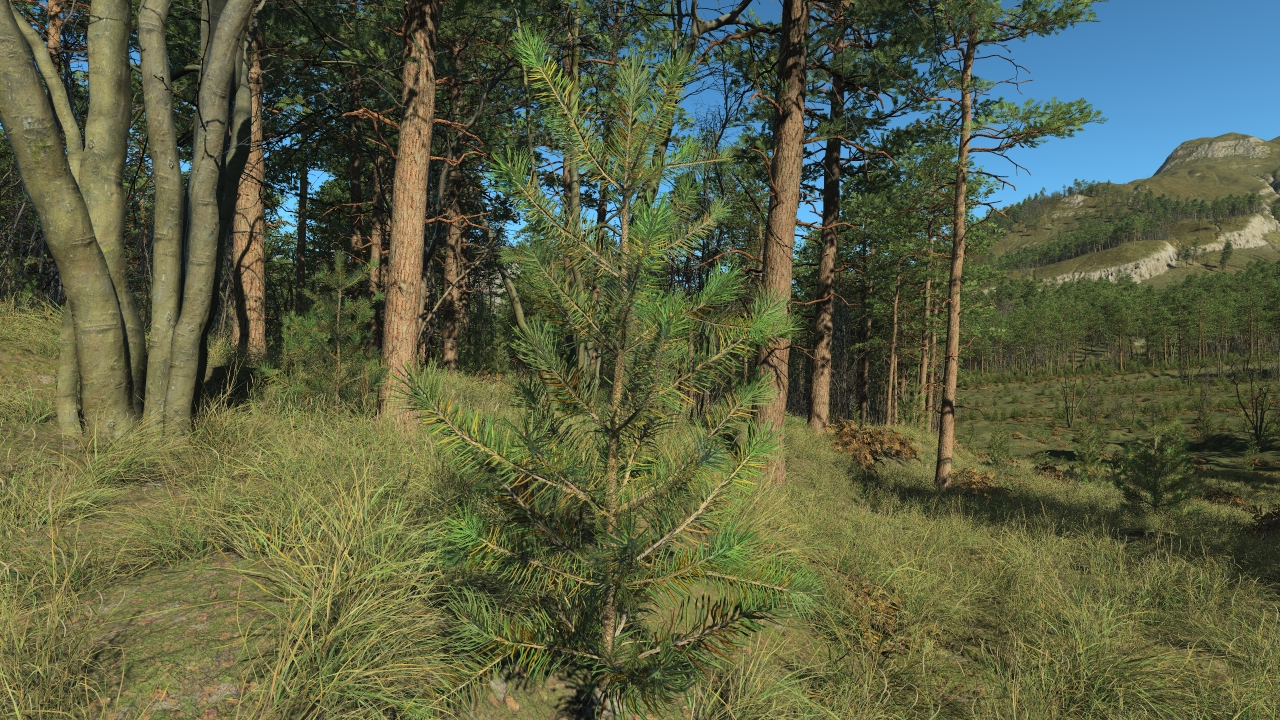 All seasons pine saplings_5