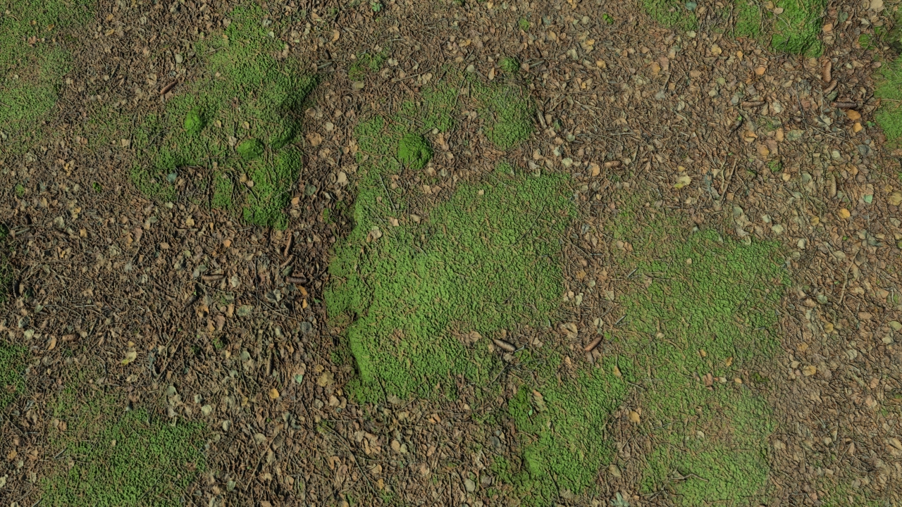 Mossy forest grounds_1