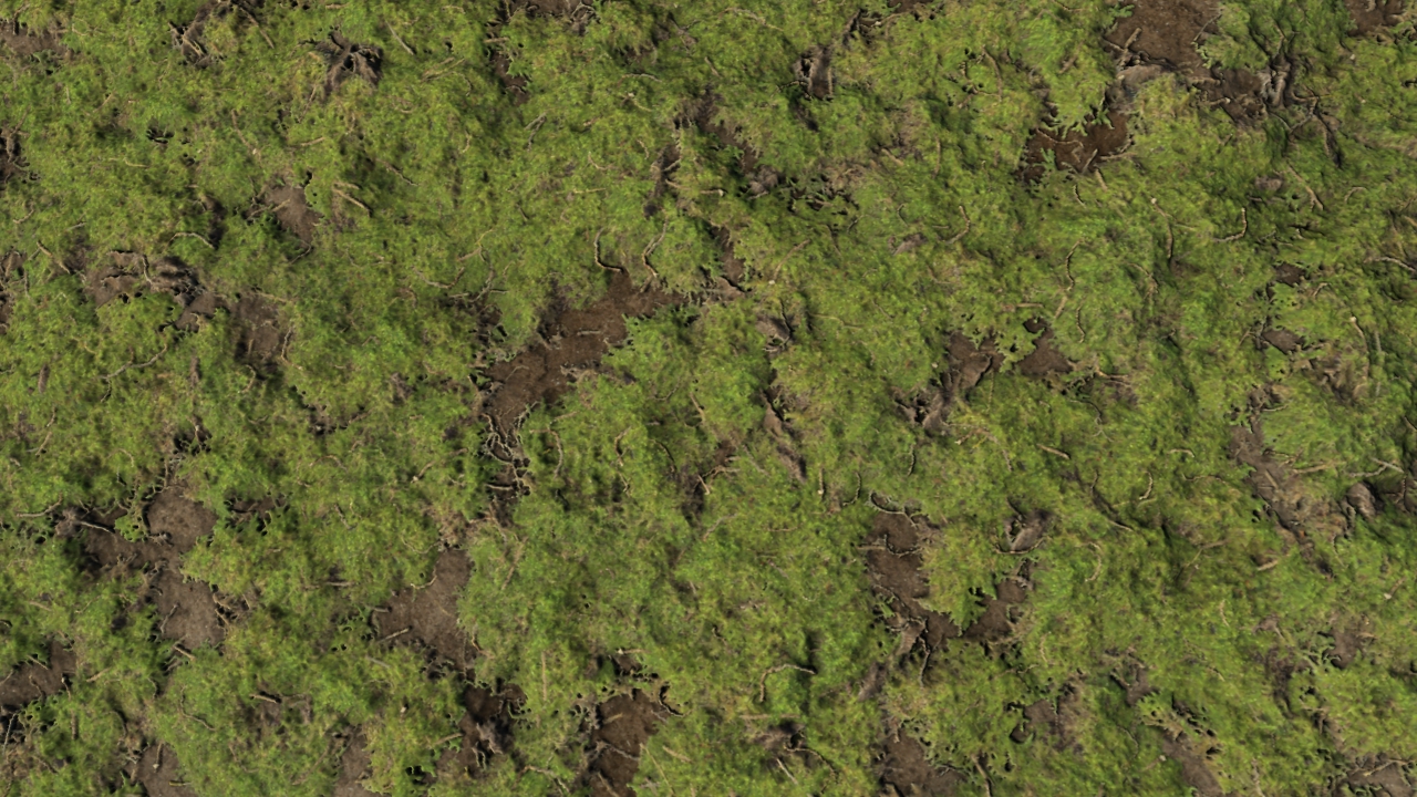 Mossy forest grounds_5