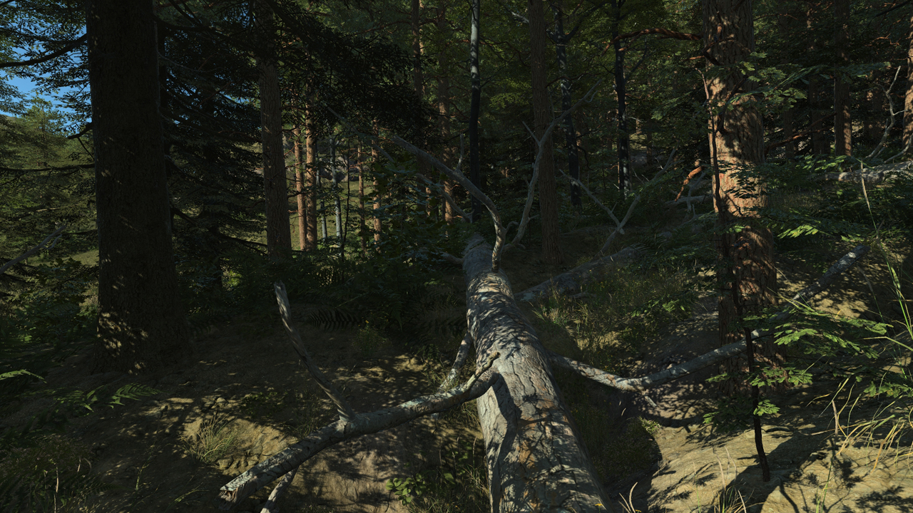 Fallen Scots Pine Trees_1