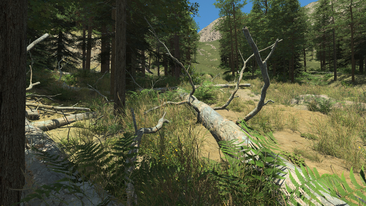 Fallen Scots Pine Trees_2