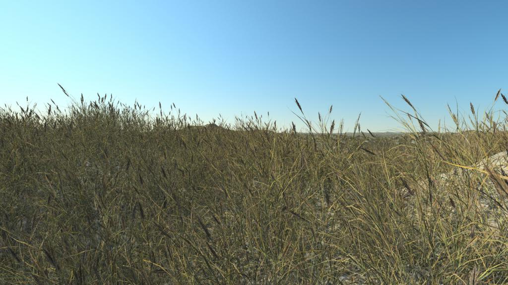 Dry Long Grass