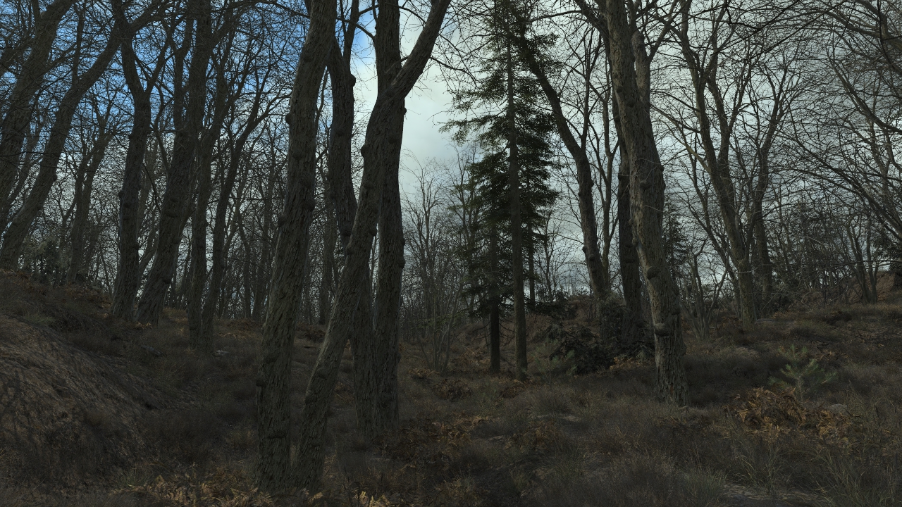 Wintertime Oak Trees_0