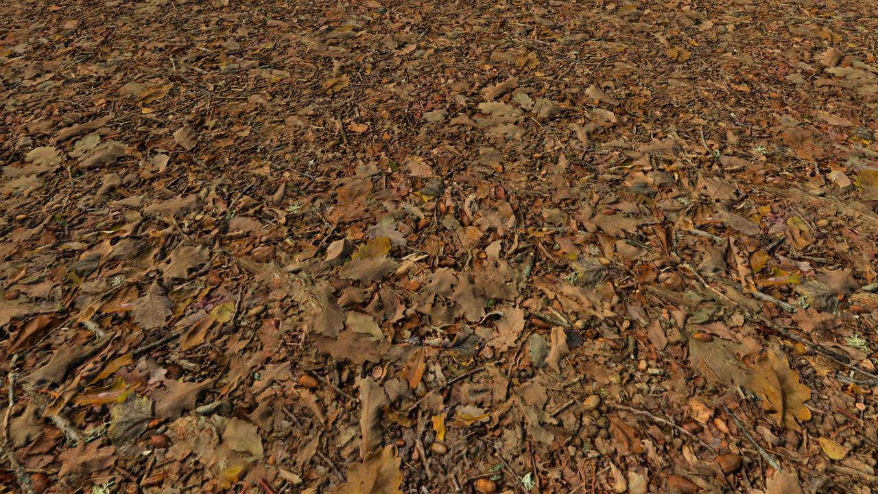 Forest Grounds With Dry Leaves_0