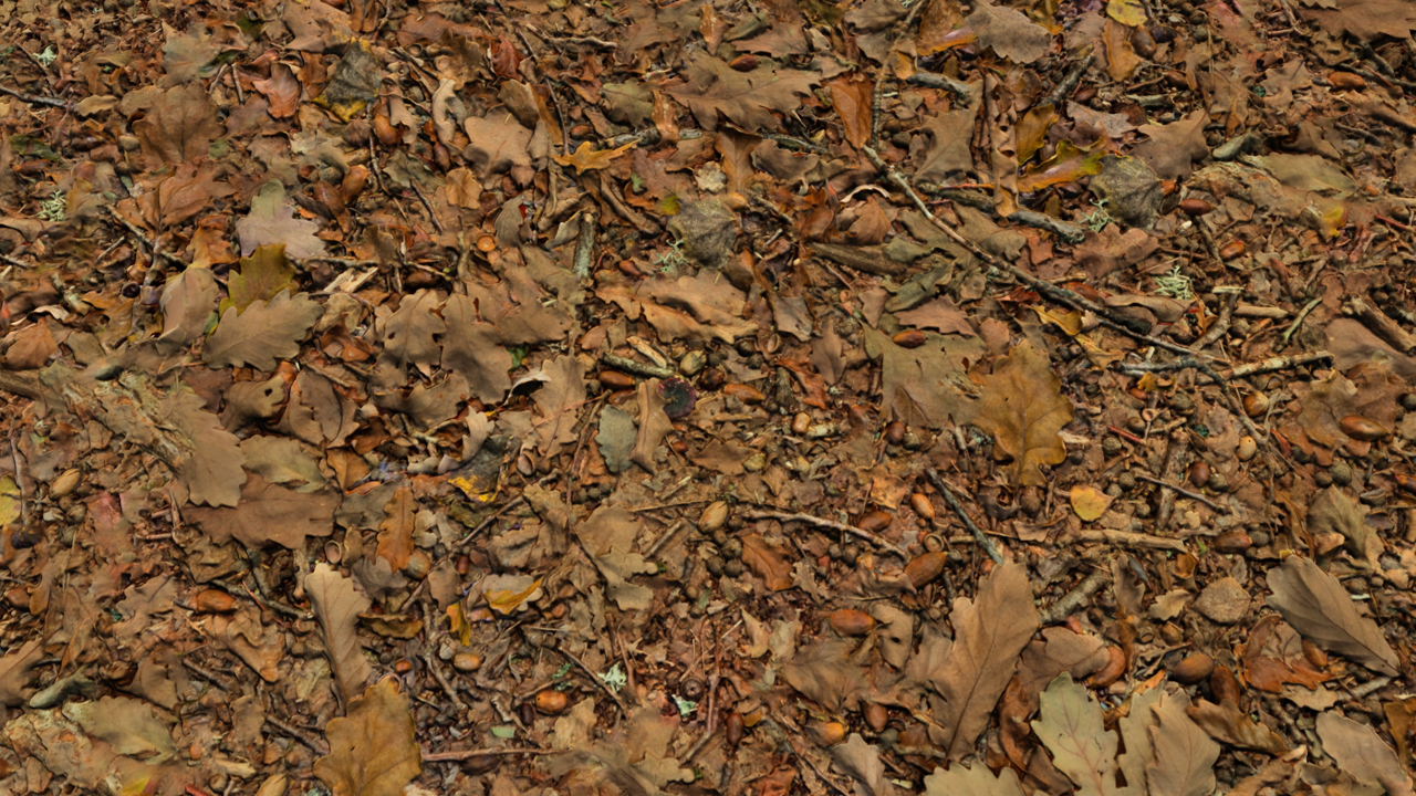 Forest Grounds With Dry Leaves_1