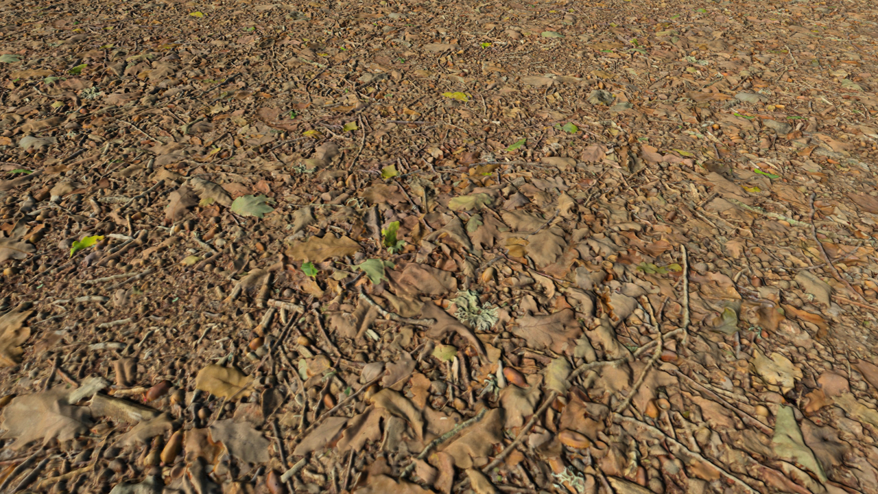 Forest Grounds With Dry Leaves_4