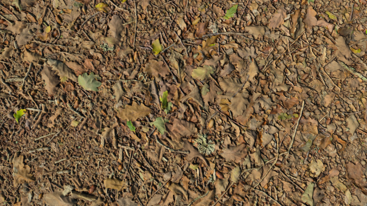 Forest Grounds With Dry Leaves_5