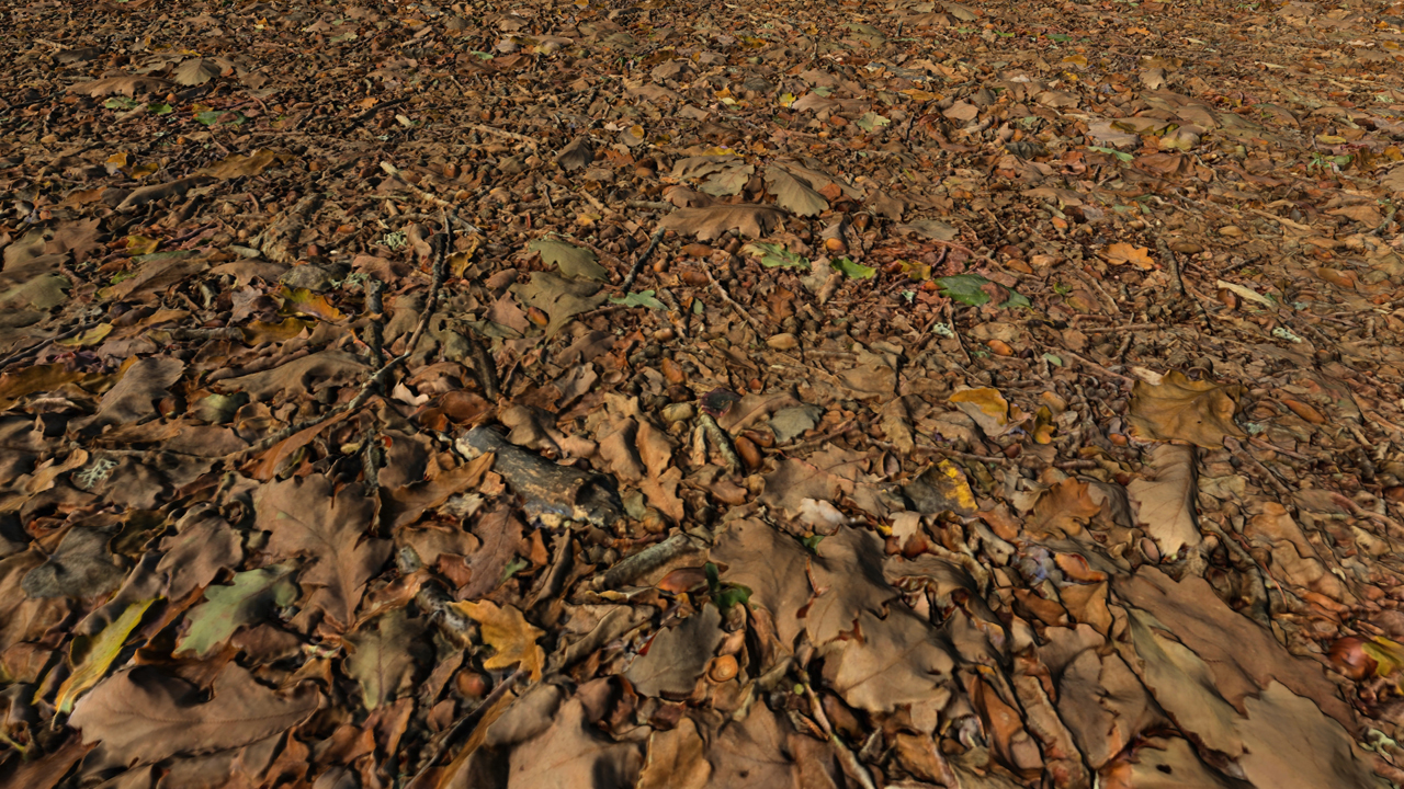 Forest Grounds With Dry Leaves_6