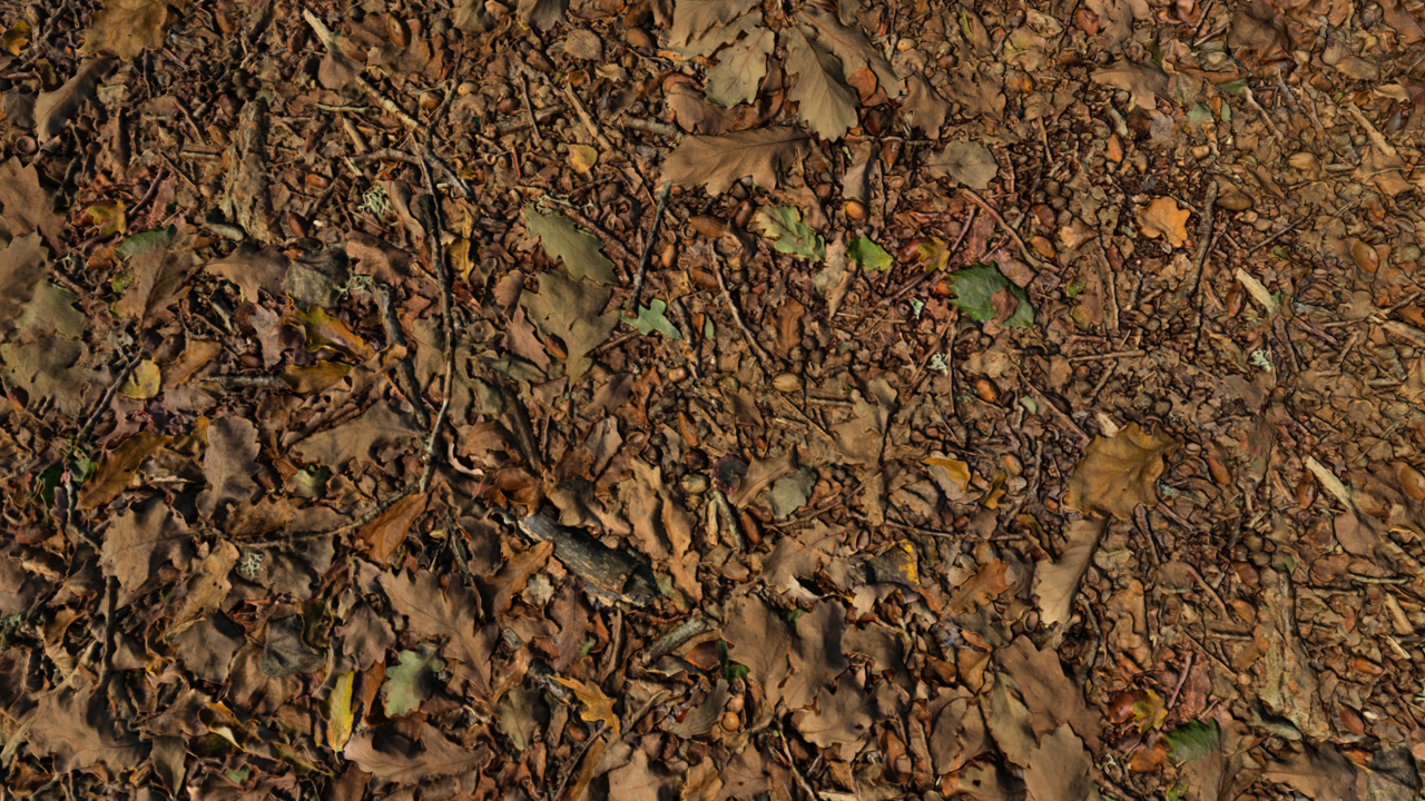 Forest Grounds With Dry Leaves_7
