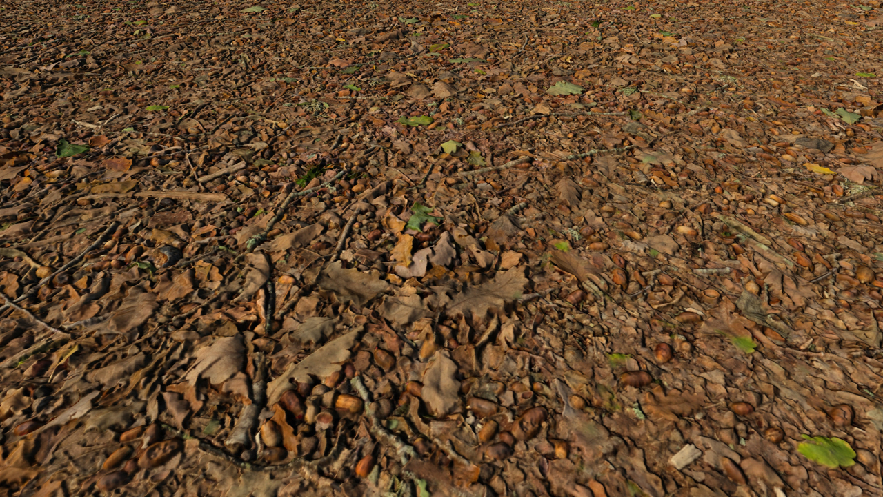 Forest Grounds With Dry Leaves_8