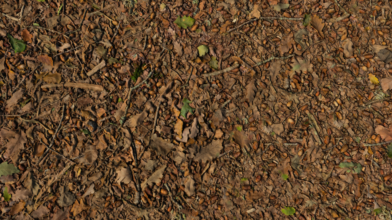 Forest Grounds With Dry Leaves_9