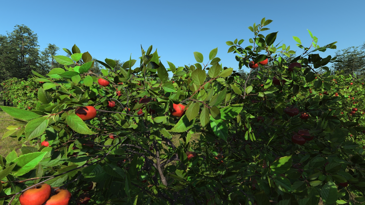 Apple trees_0