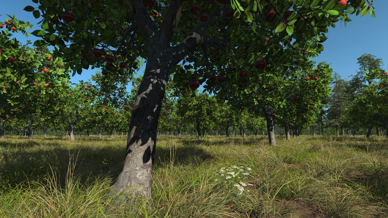 Apple trees_2