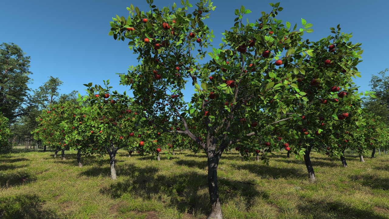 Apple trees_3