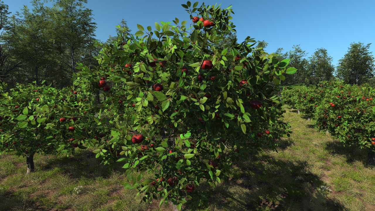 Apple trees_4