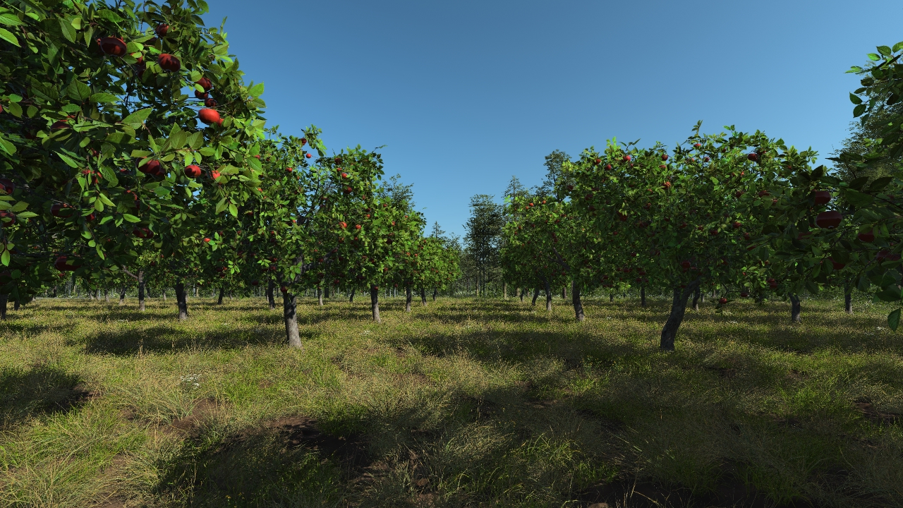 Apple orchard_0