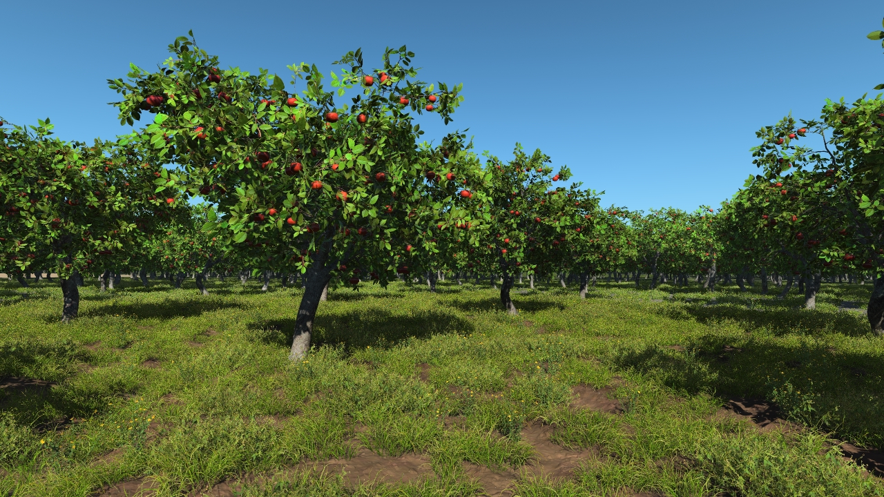 Apple orchard_2