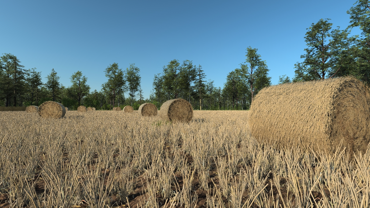 Harvested wheat_0