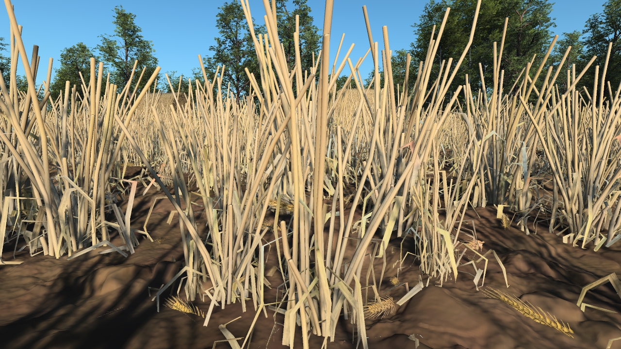 Harvested wheat_1