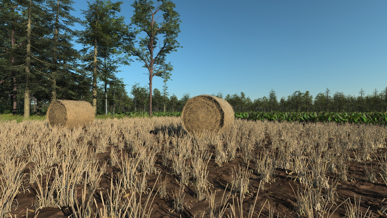 Harvested wheat_3