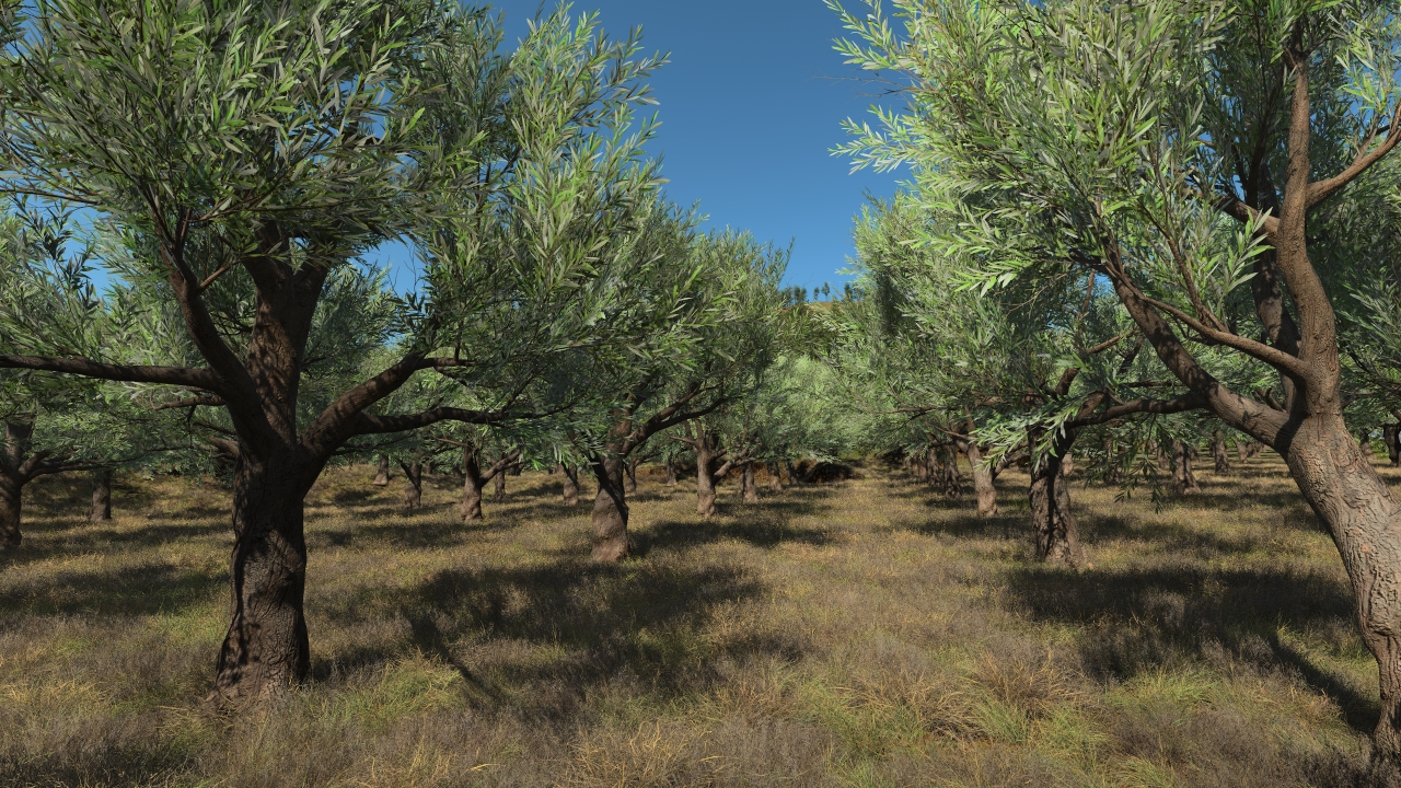 European olive trees_1