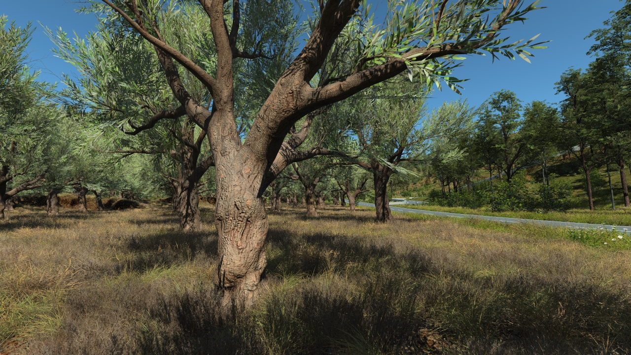 European olive trees_2
