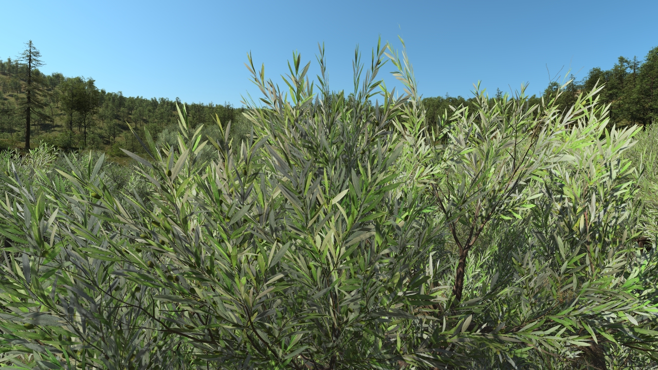 European olive trees_3