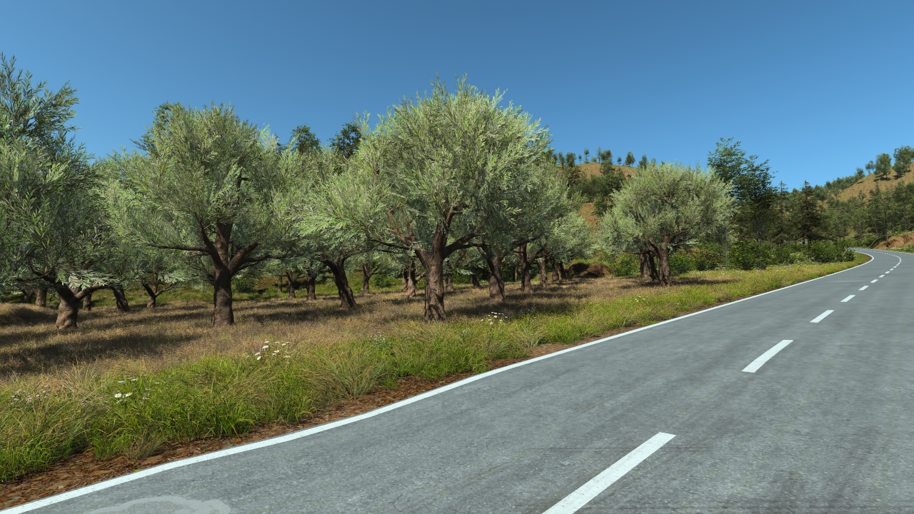 European olive trees_4