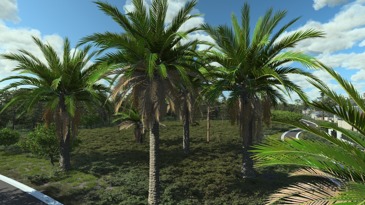 Canary palm trees_0