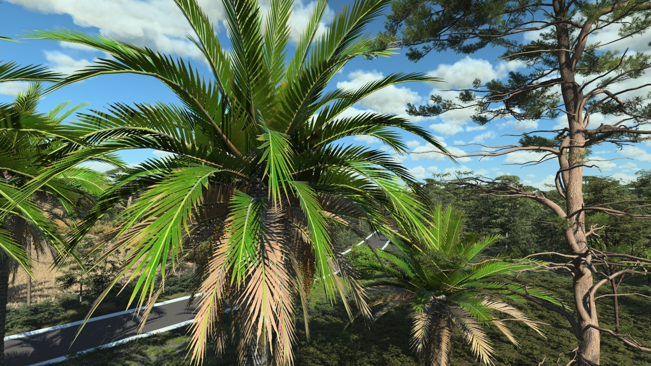 Canary palm trees_4