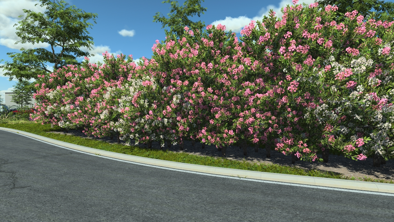 Flowery laurel bushes_0