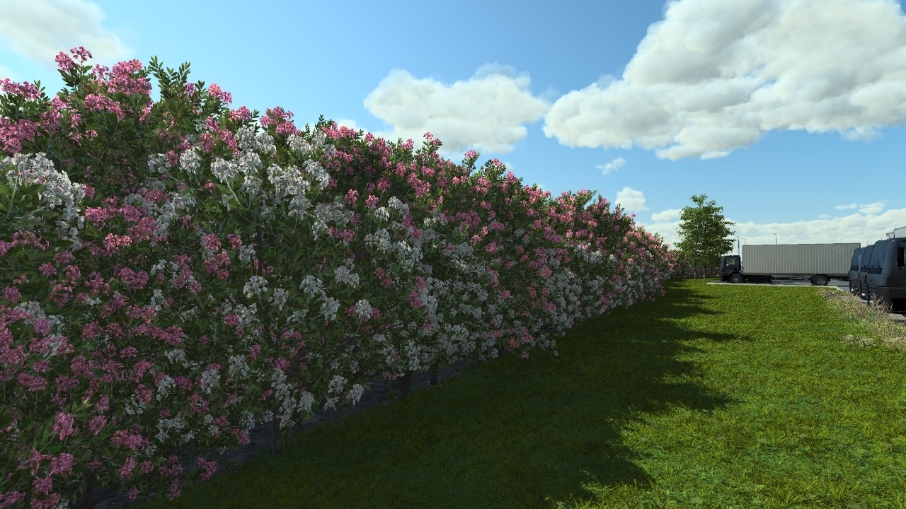 Flowery laurel bushes_1
