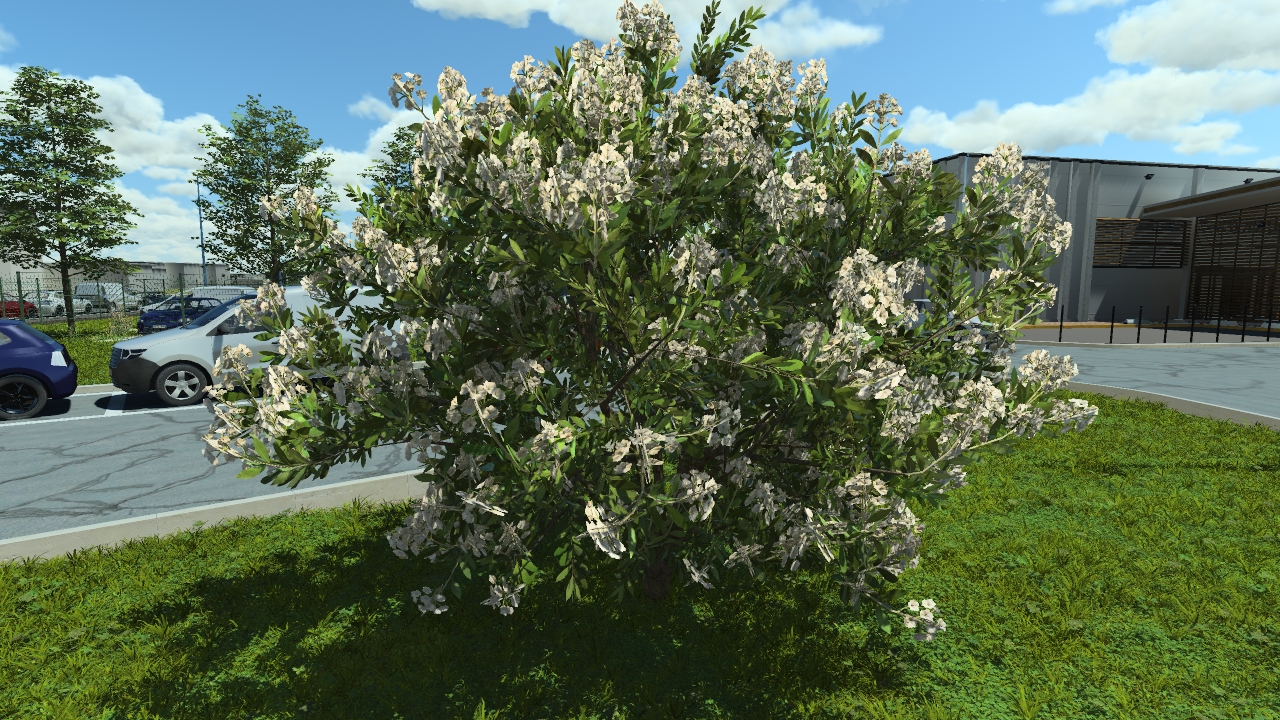 Flowery laurel bushes_4